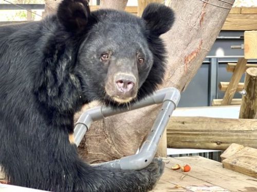 獸舍開箱  專家學者肯定壽山動物園改造工程